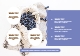 블루베리 열매 과일 컨셉 PPT 파워포인트 템플릿 (by Agipangda)   (9 )